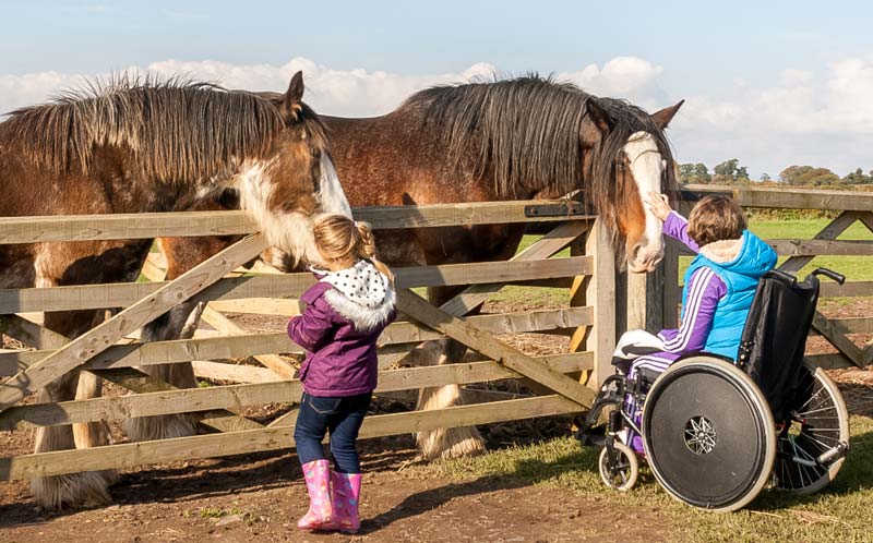 Girl in wheelchair petting horse