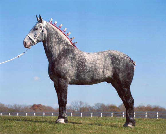 Percheron Rare Heavy Horse Standing Tall