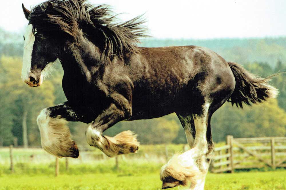 Phil Wilkinson Horse photo
