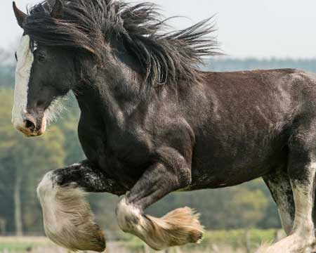 Rare Breed Horse