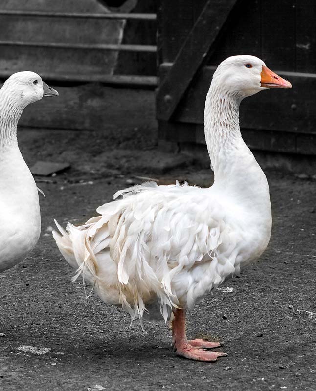 Sebastopol Goose