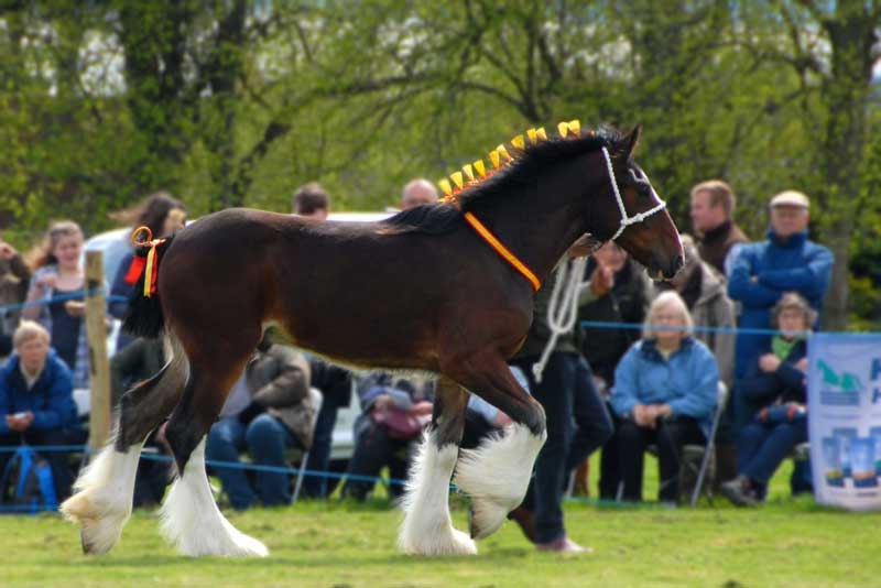 Shire Horse at show