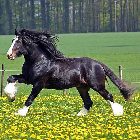 Shire Horse in Field of Yellow Flowers