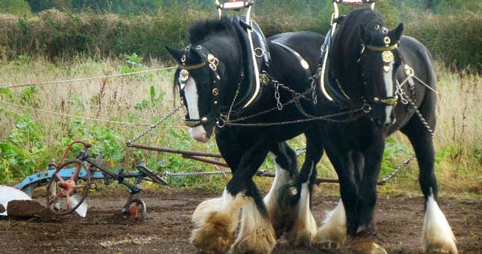 Shire Horses Working in the Field