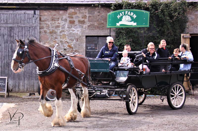 Horse and Cart - carriage rides at hay farm